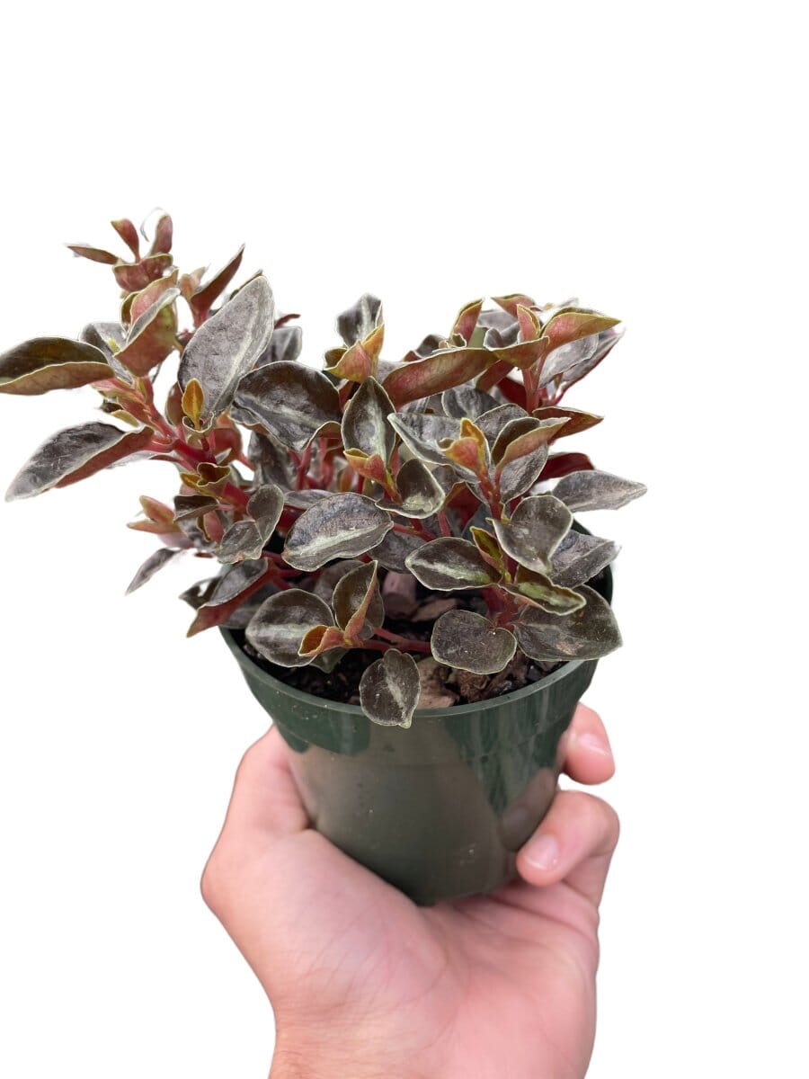 Peperomia Metallica-Indoor Plants-Trendy Gardener