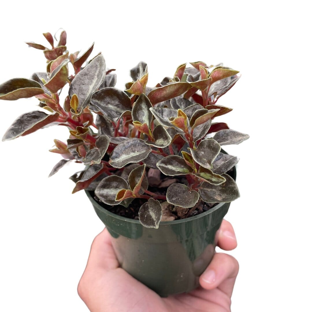 Peperomia Metallica-Indoor Plants-Trendy Gardener