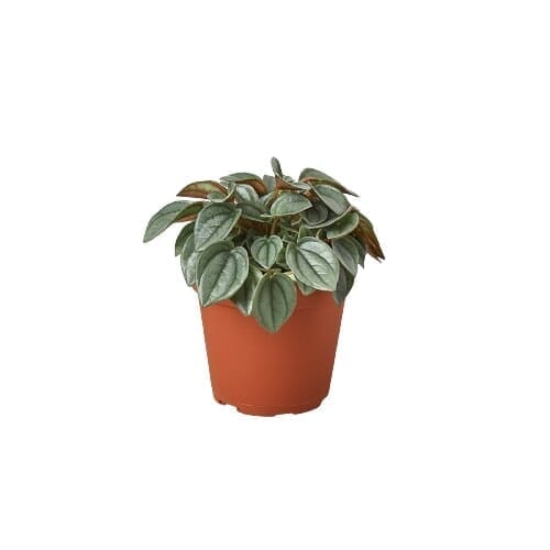 Peperomia Napoli Nights - 4" Pot-Indoor Plants-Trendy Gardener