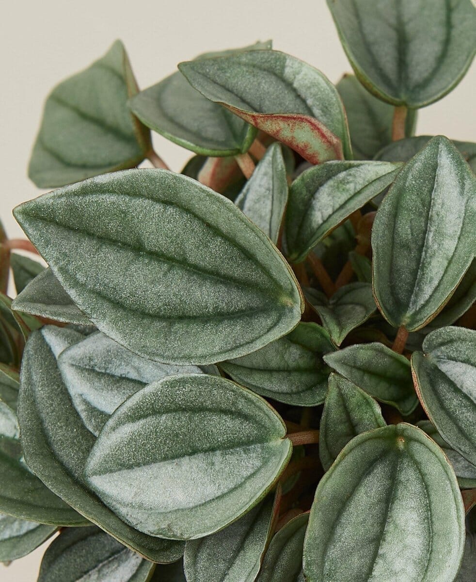 Peperomia Napoli Nights - 4" Pot-Indoor Plants-Trendy Gardener