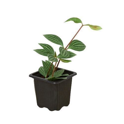 Peperomia Parallel-Indoor Plants-Trendy Gardener