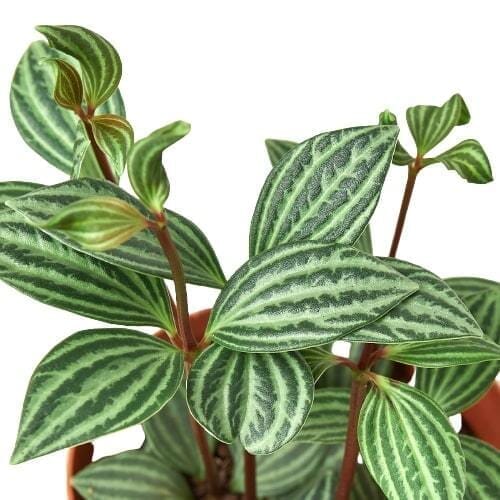 Peperomia Parallel-Indoor Plants-Trendy Gardener