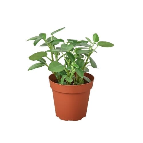 Peperomia Pixie - 4" Pot-Indoor Plants-Trendy Gardener