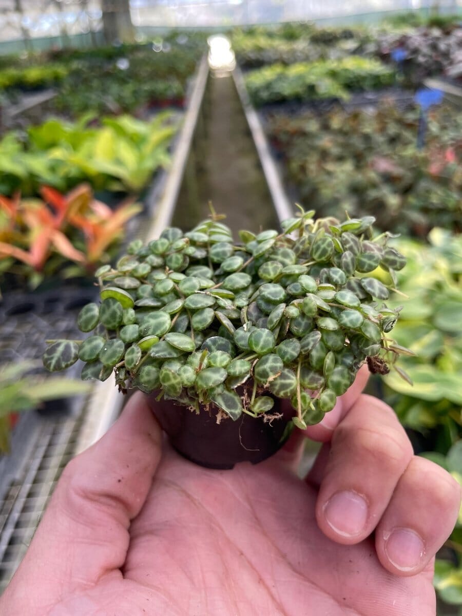 Peperomia Prostrata 'String of Turtles'-Indoor Plants-Trendy Gardener