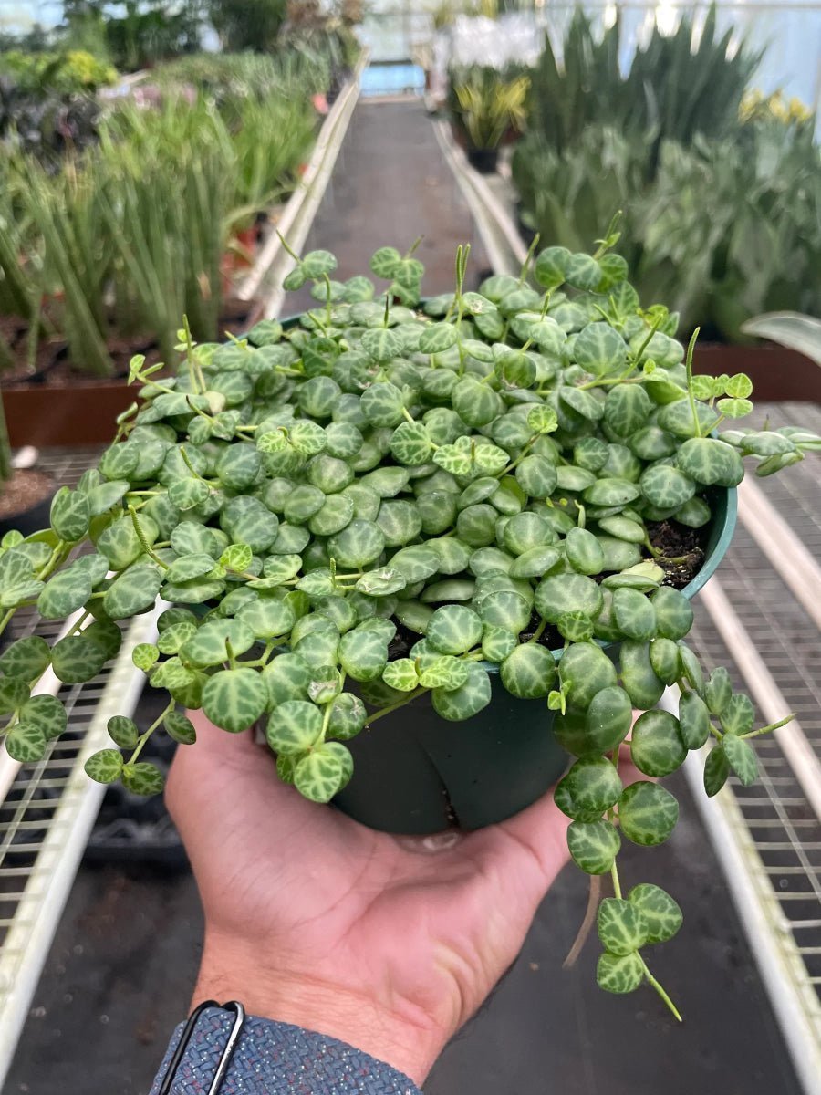 Peperomia Prostrata 'String of Turtles'-Indoor Plants-Trendy Gardener