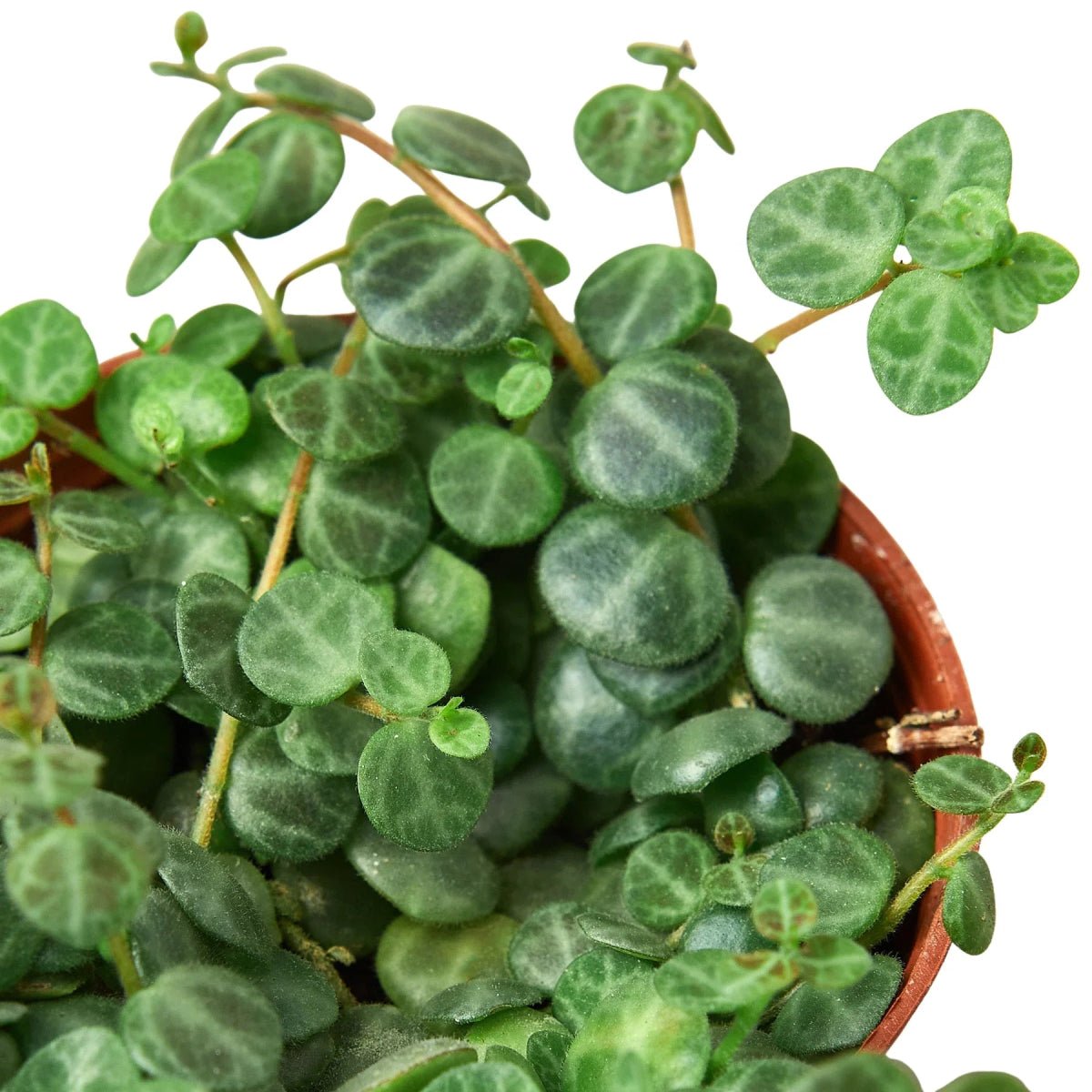 Peperomia Prostrata 'String of Turtles'-Indoor Plants-Trendy Gardener