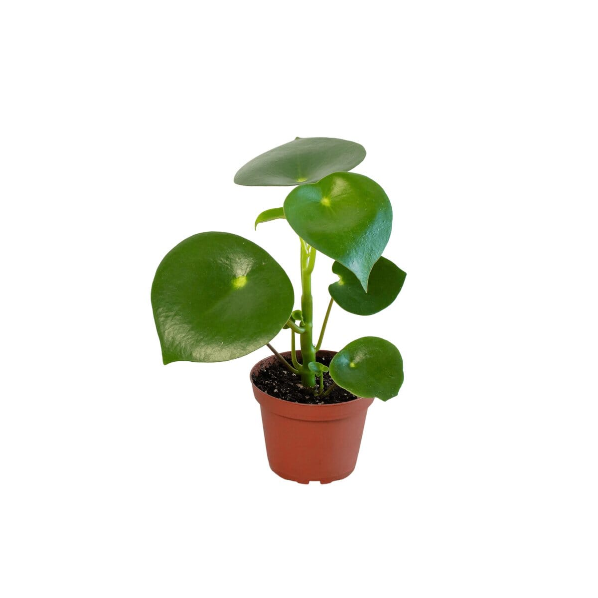 Peperomia 'Raindrop' - 4" Pot-Indoor Plants-Trendy Gardener