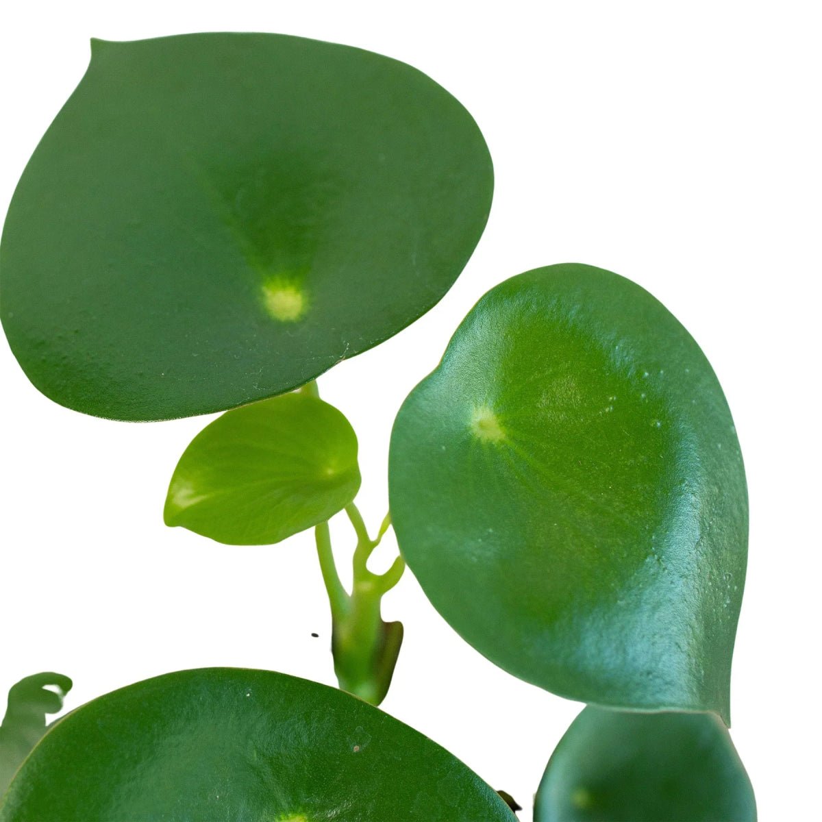 Peperomia 'Raindrop' - 4" Pot-Indoor Plants-Trendy Gardener