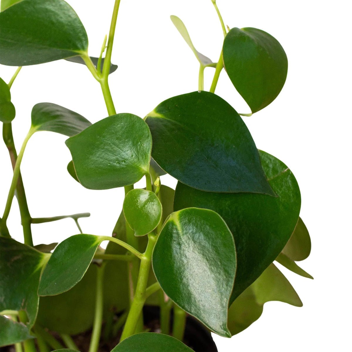 Peperomia Raindrop (Peperomia polybotrya)-Indoor Plants-Trendy Gardener