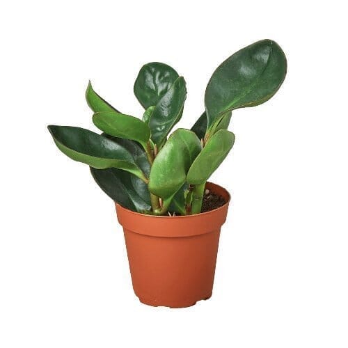 Peperomia Red Edge-Indoor Plants-Trendy Gardener