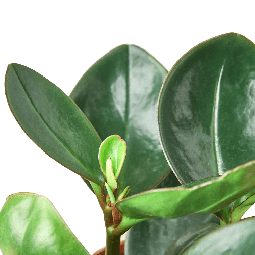 Peperomia Red Edge-Indoor Plants-Trendy Gardener