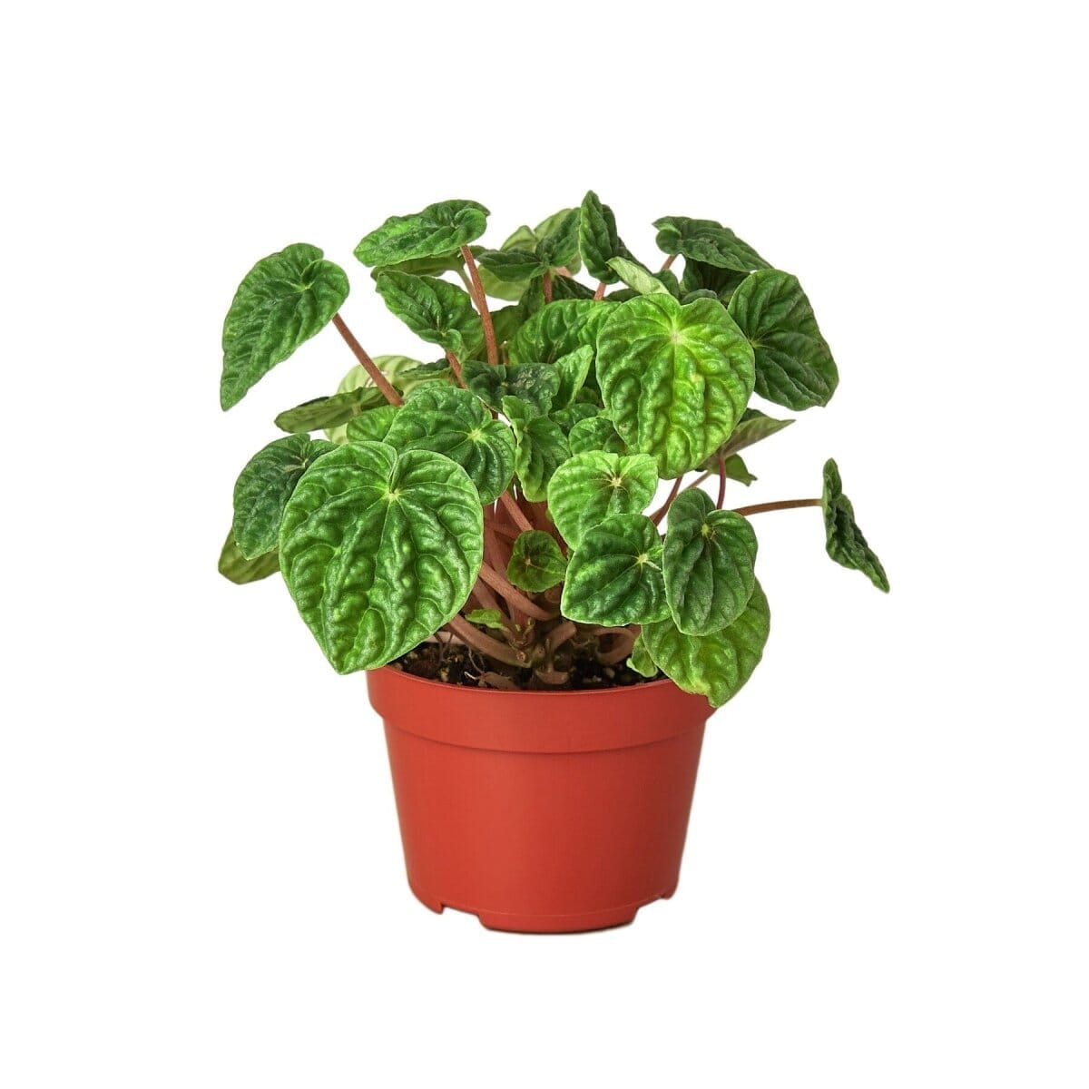 Peperomia 'Ripple'-Indoor Plants-Trendy Gardener