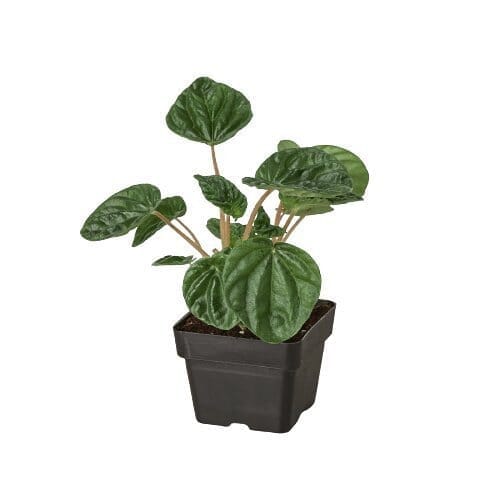 Peperomia 'Ripple'-Indoor Plants-Trendy Gardener