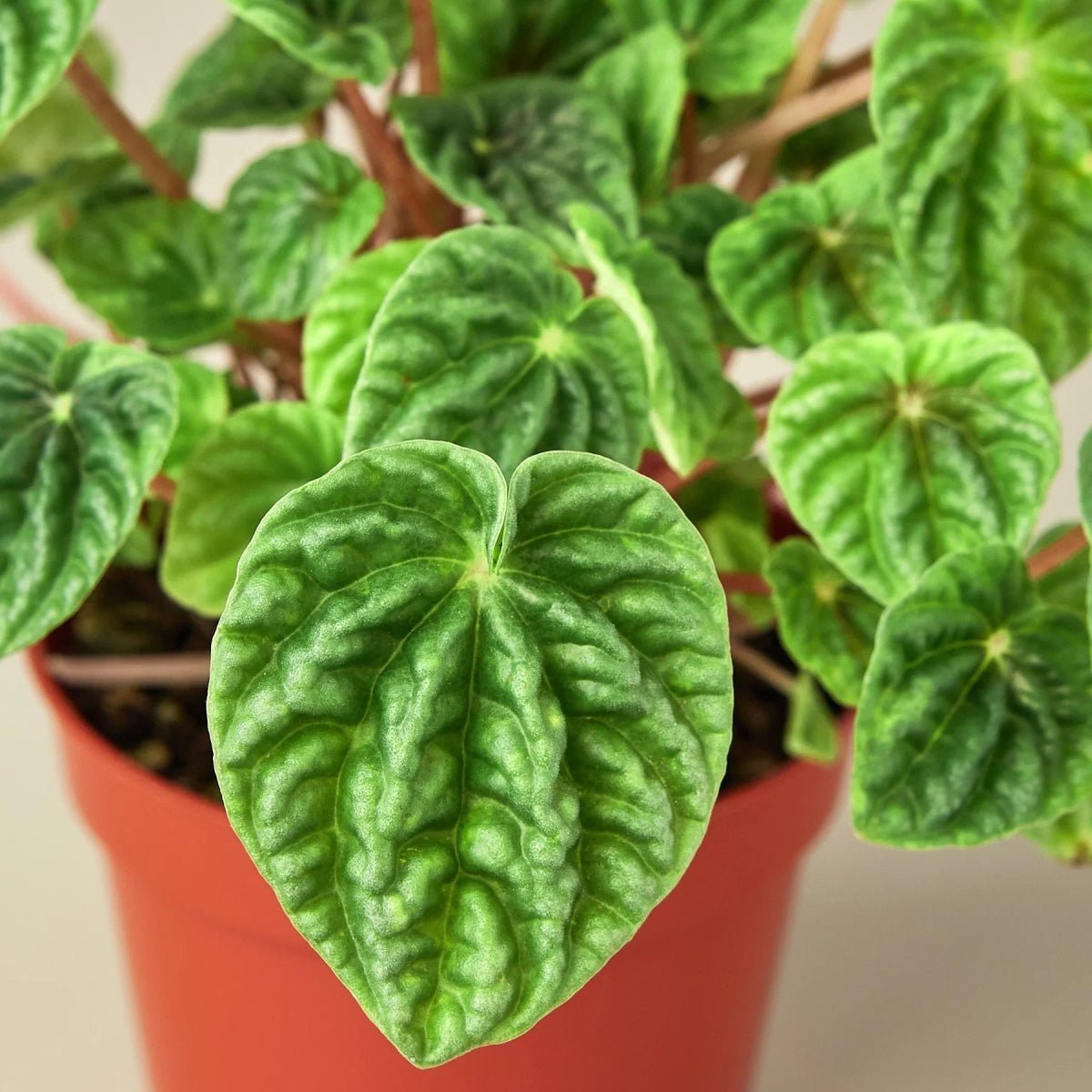 Peperomia 'Ripple'-Indoor Plants-Trendy Gardener