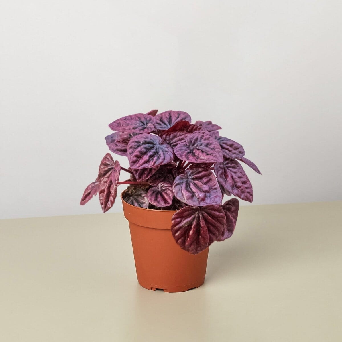 Peperomia 'Ripple Red'-Indoor Plants-Trendy Gardener