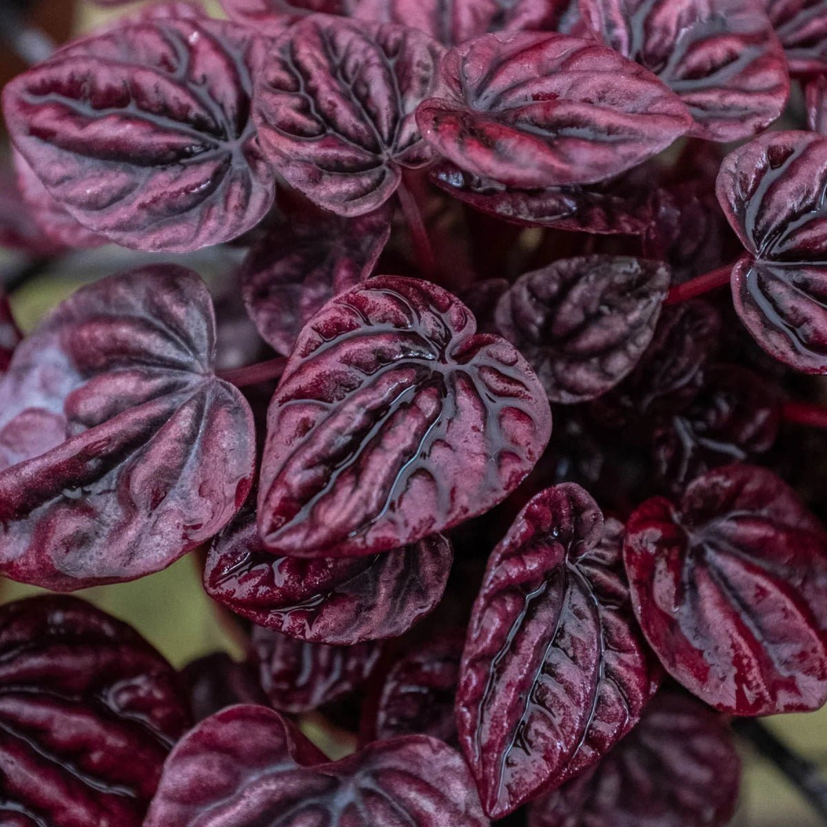 Peperomia 'Ripple Red'-Indoor Plants-Trendy Gardener