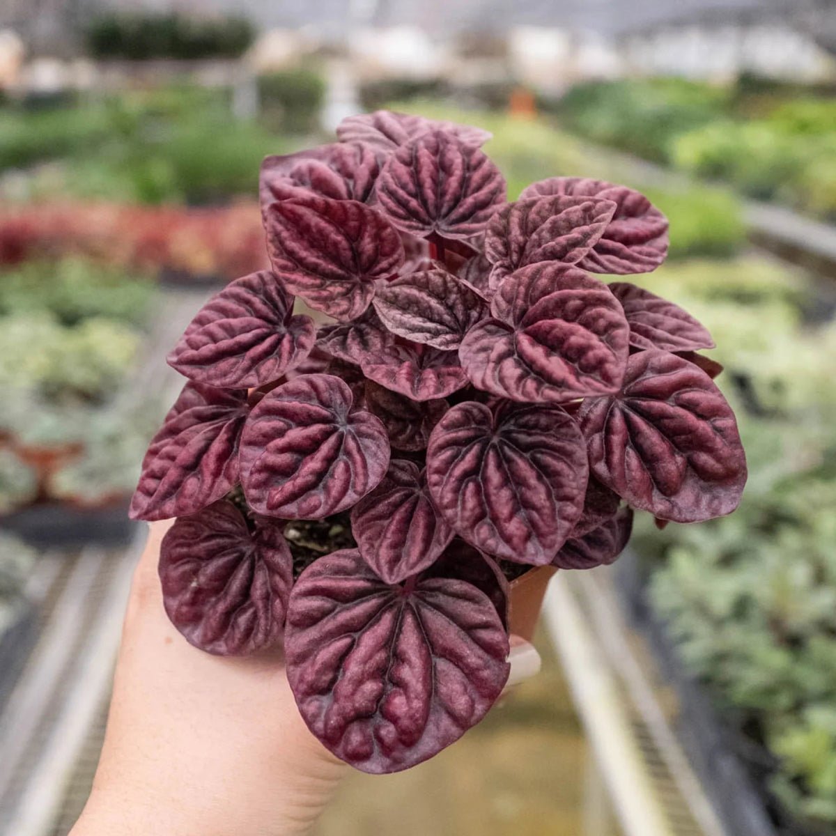 Peperomia 'Ripple Red'-Indoor Plants-Trendy Gardener