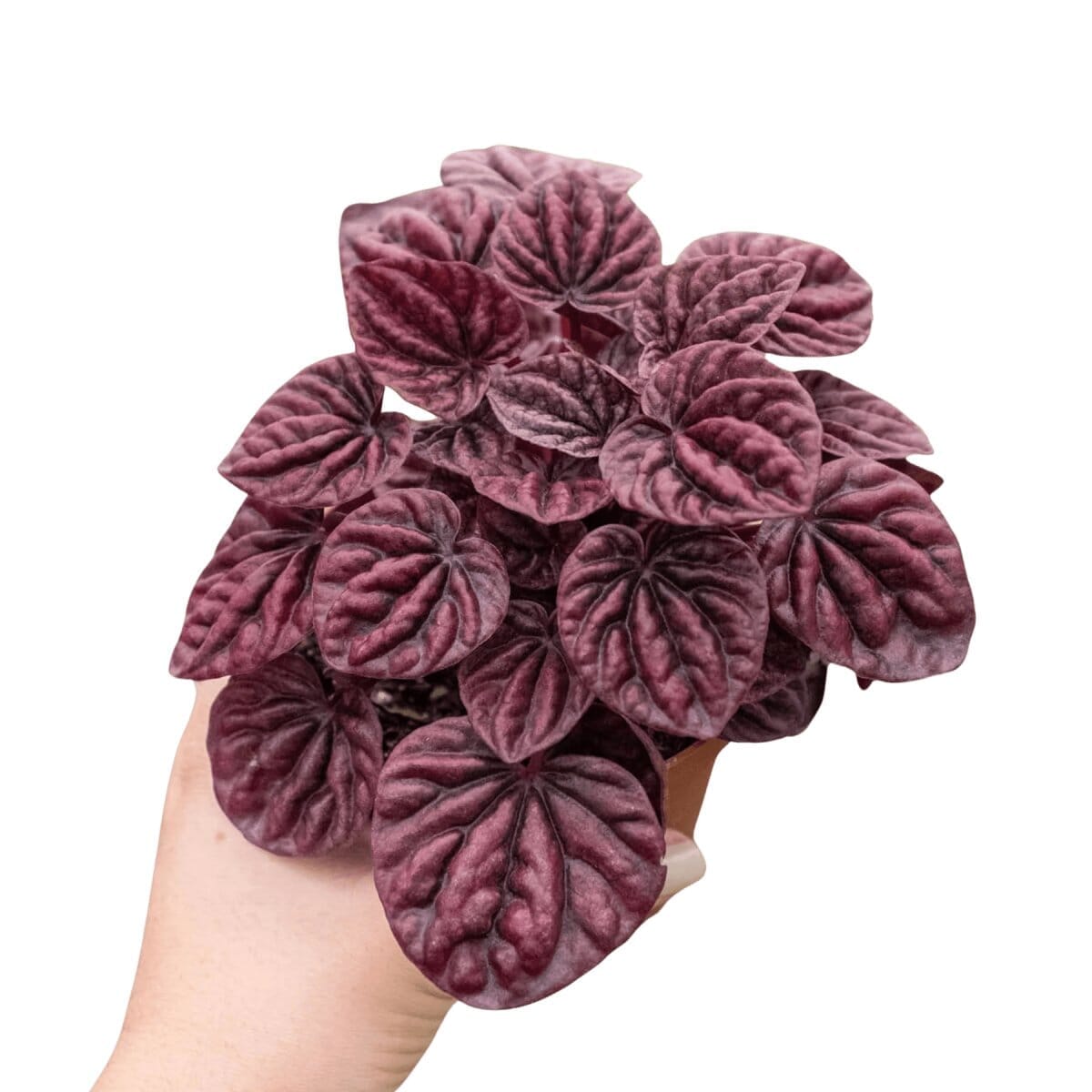 Peperomia 'Ripple Red'-Indoor Plants-Trendy Gardener