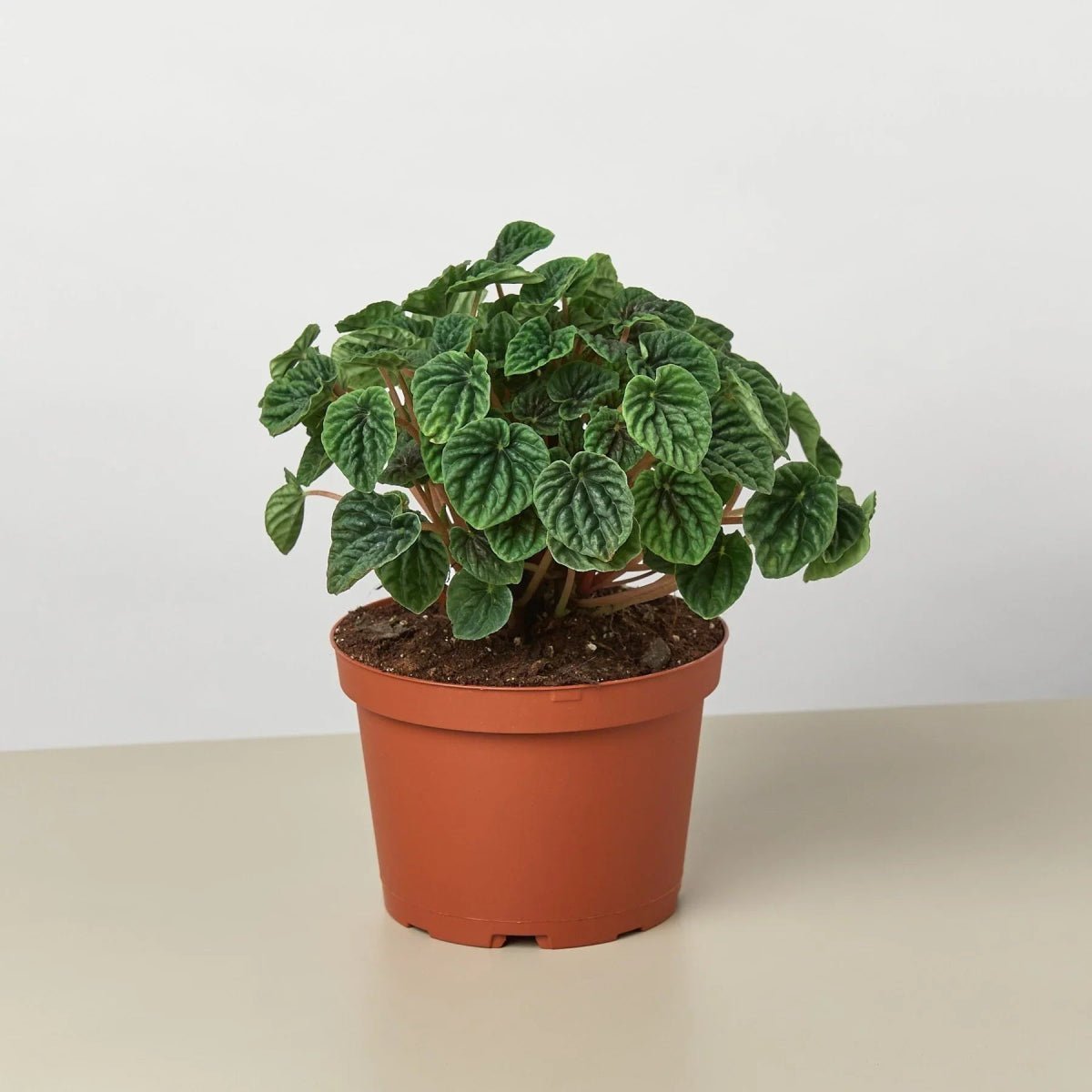 Peperomia 'Ripple'-Indoor Plants-Trendy Gardener