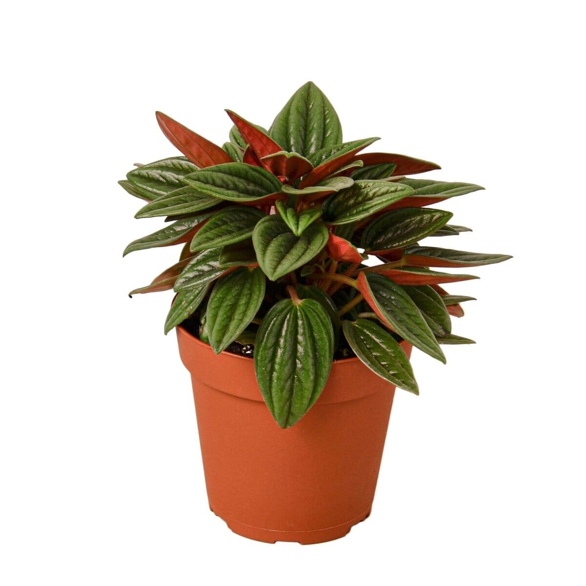 Peperomia Rosso-Indoor Plants-Trendy Gardener