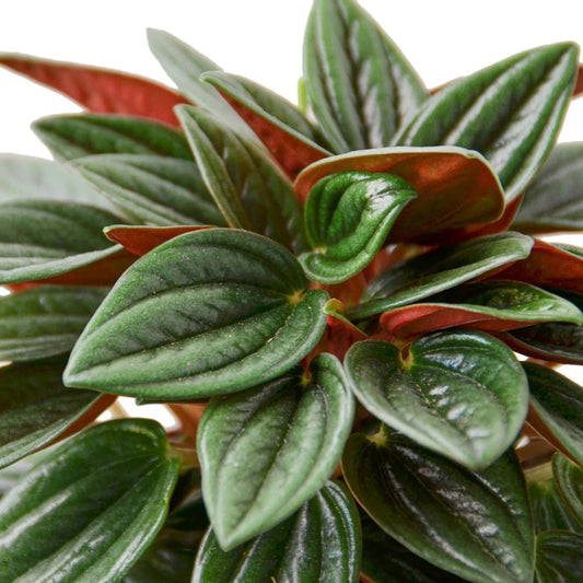 Peperomia Rosso-Indoor Plants-Trendy Gardener