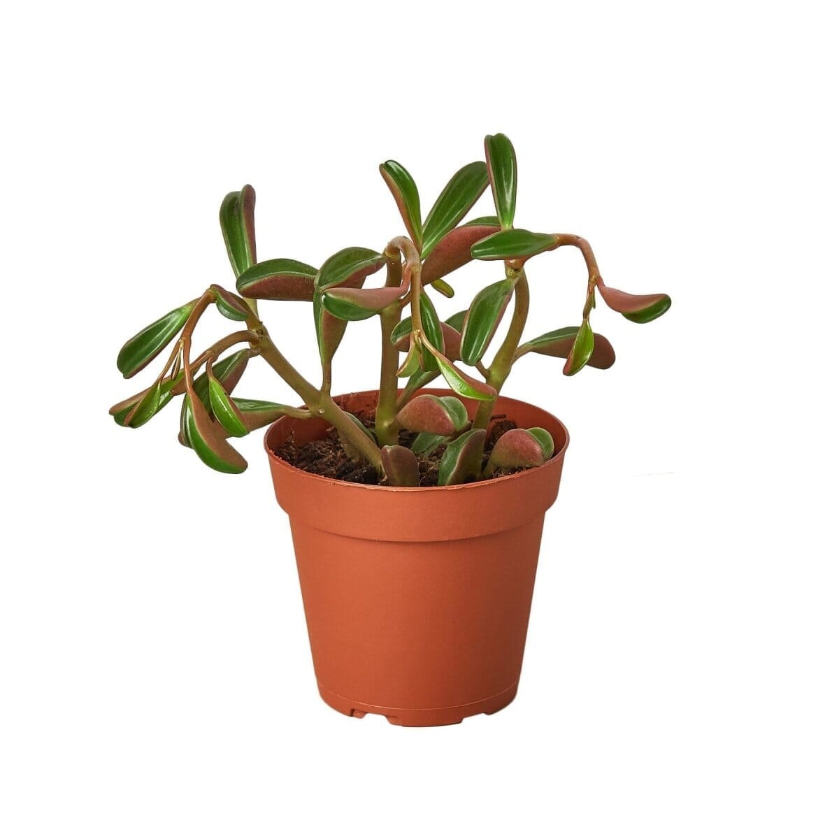 Peperomia 'Ruby Glow'-Indoor Plants-Trendy Gardener