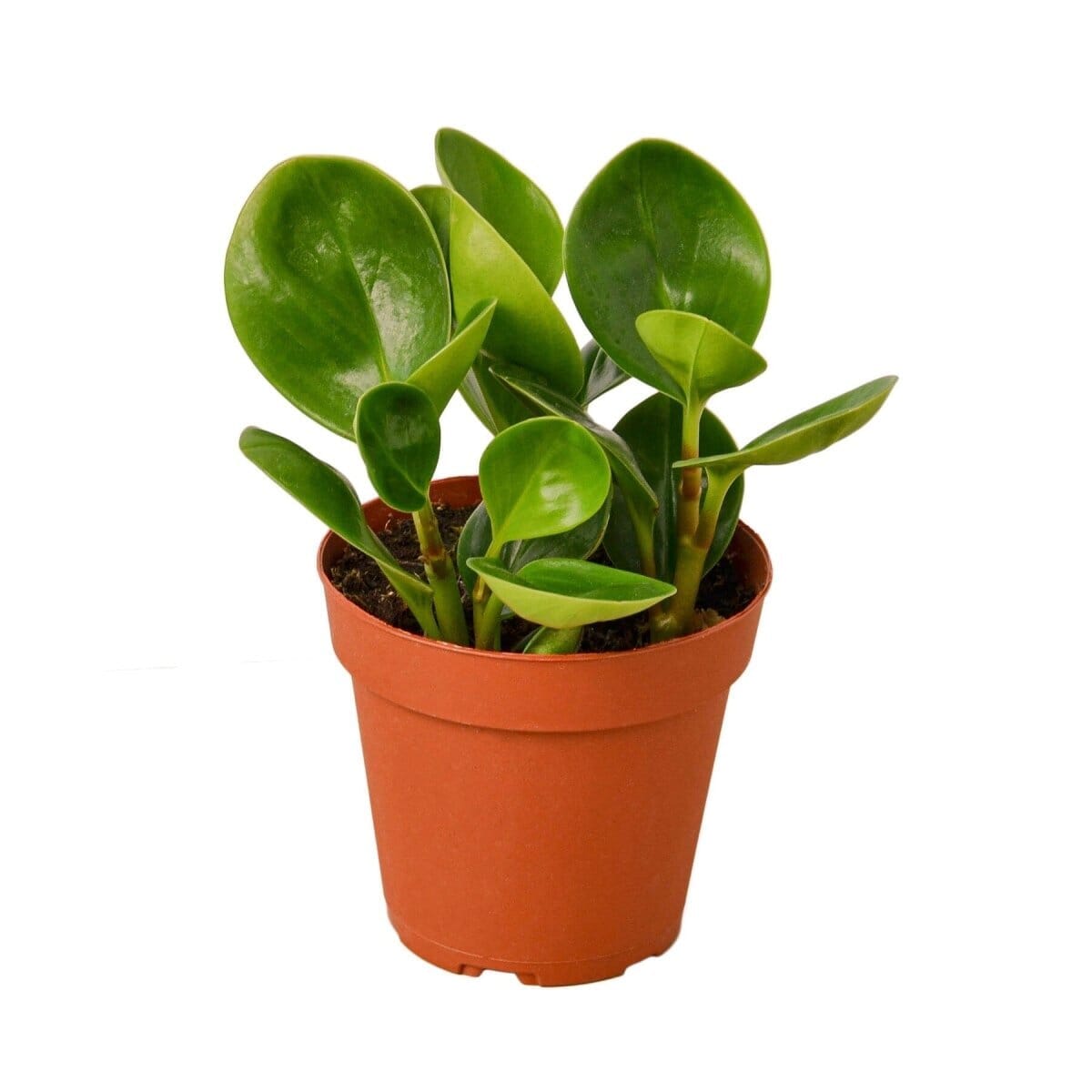 Peperomia Thailand-Indoor Plants-Trendy Gardener