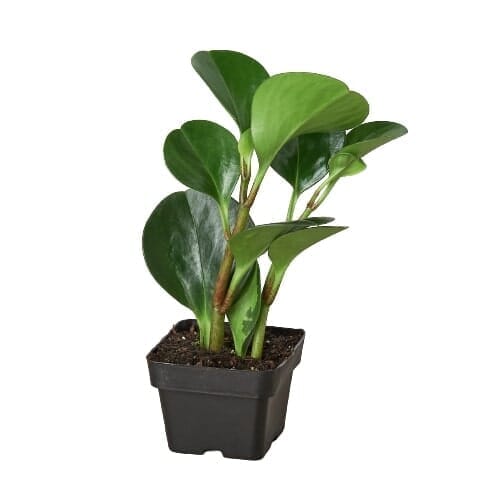 Peperomia Thailand-Indoor Plants-Trendy Gardener