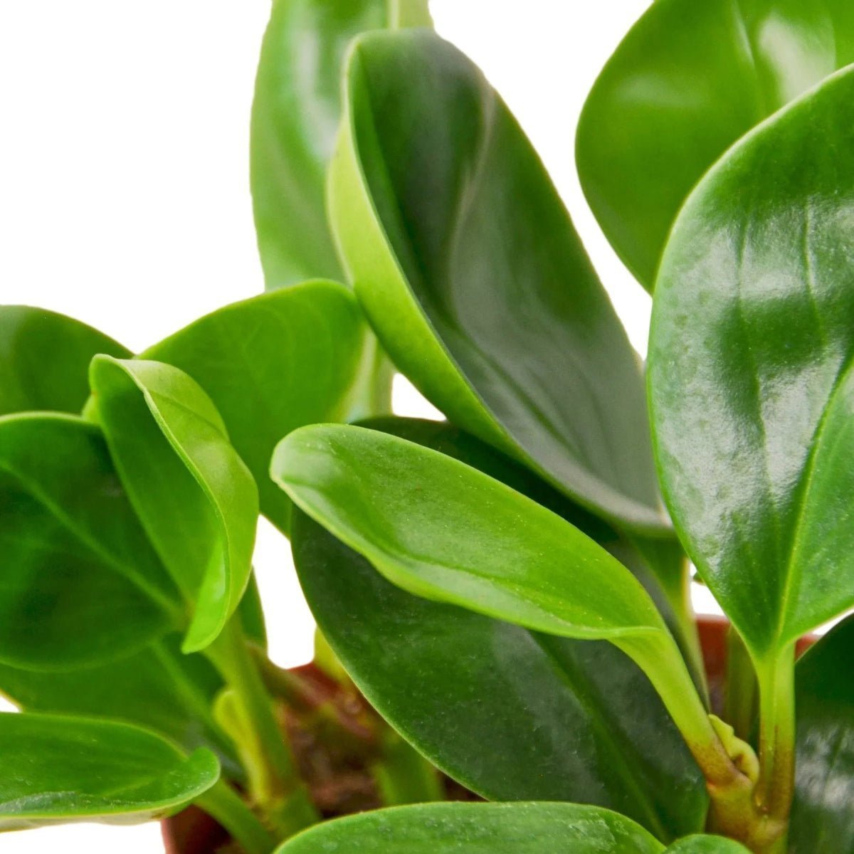 Peperomia Thailand-Indoor Plants-Trendy Gardener