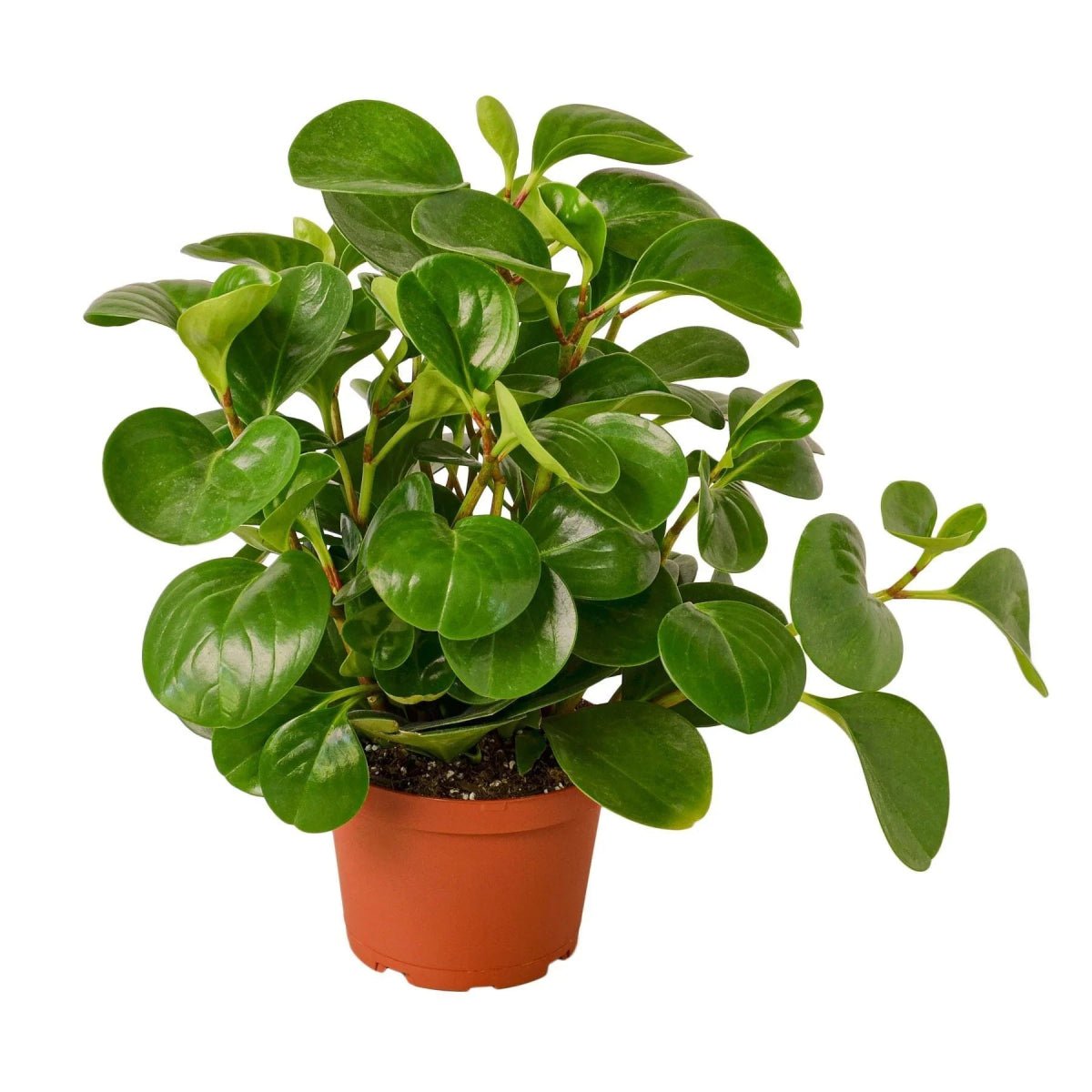 Peperomia Thailand-Indoor Plants-Trendy Gardener