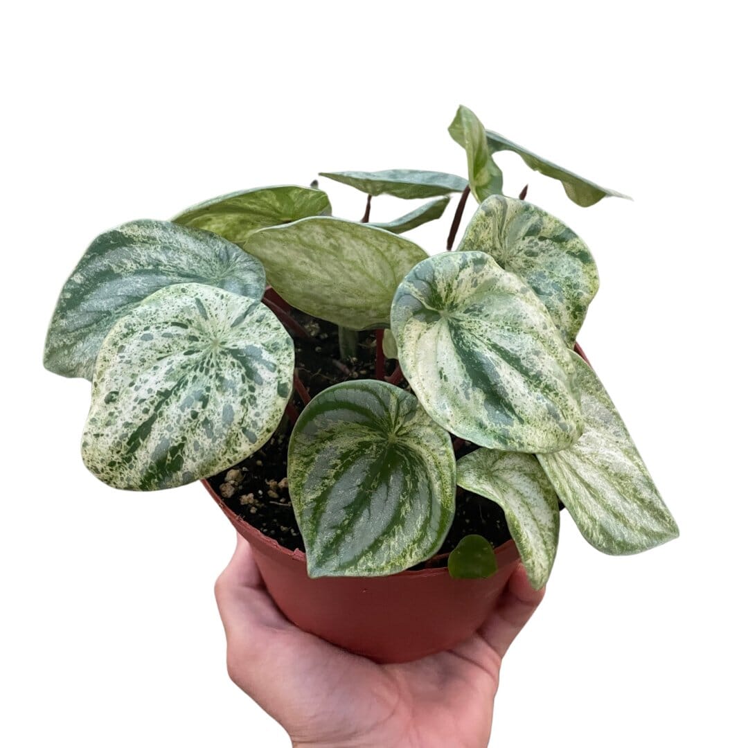 Peperomia 'Watermelon Variegated'-Indoor Plants-Trendy Gardener