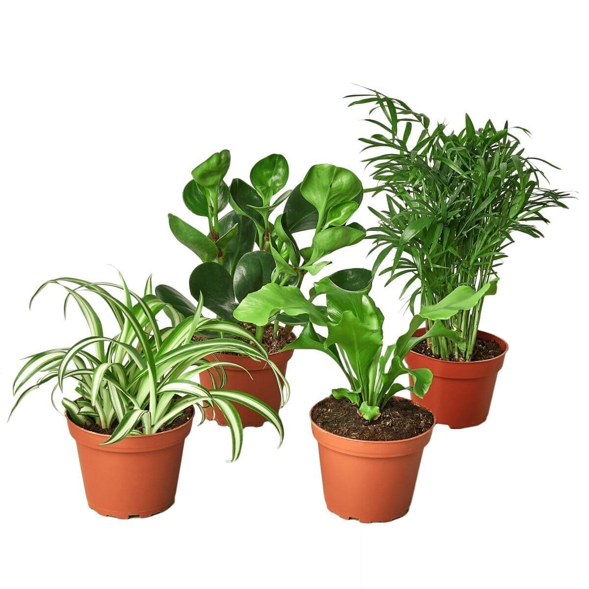 Pet Friendly Variety Bundle-6" Plant-Trendy Gardener