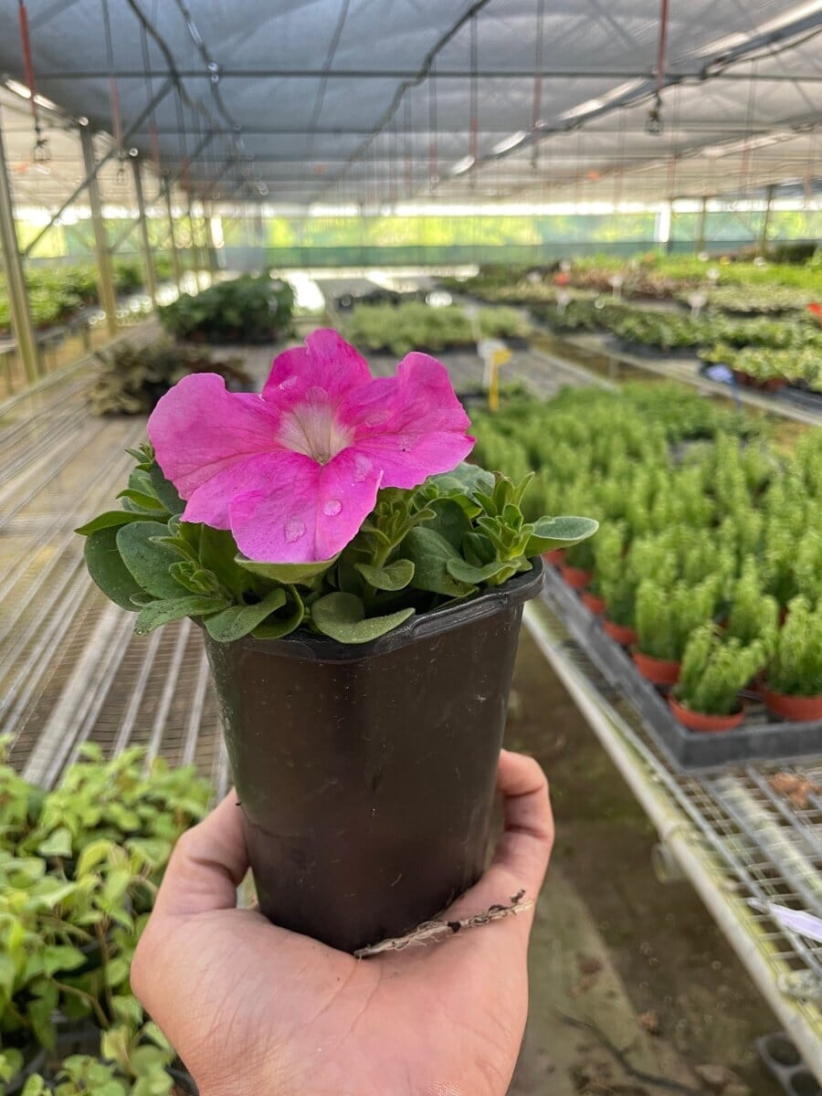 Petunia-Flowering-Trendy Gardener