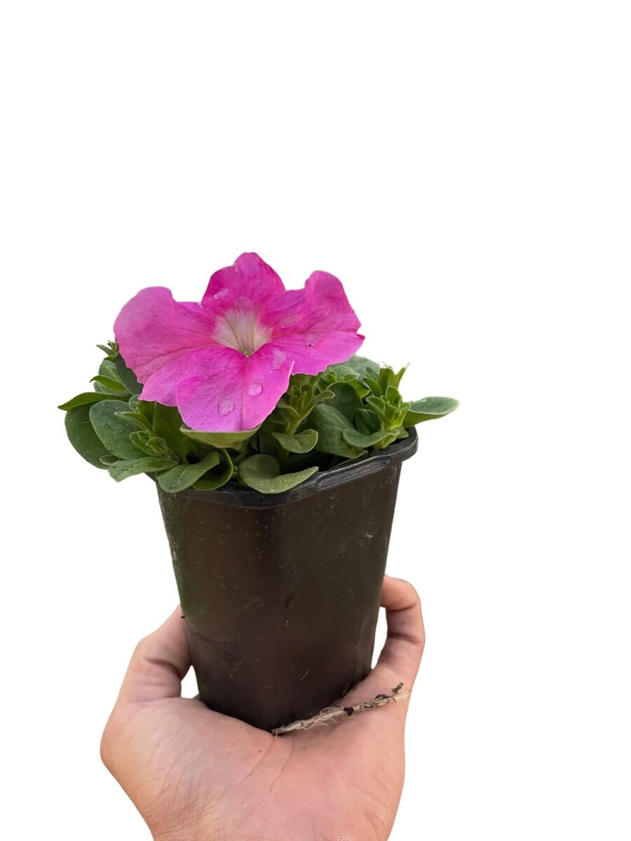 Petunia-Flowering-Trendy Gardener