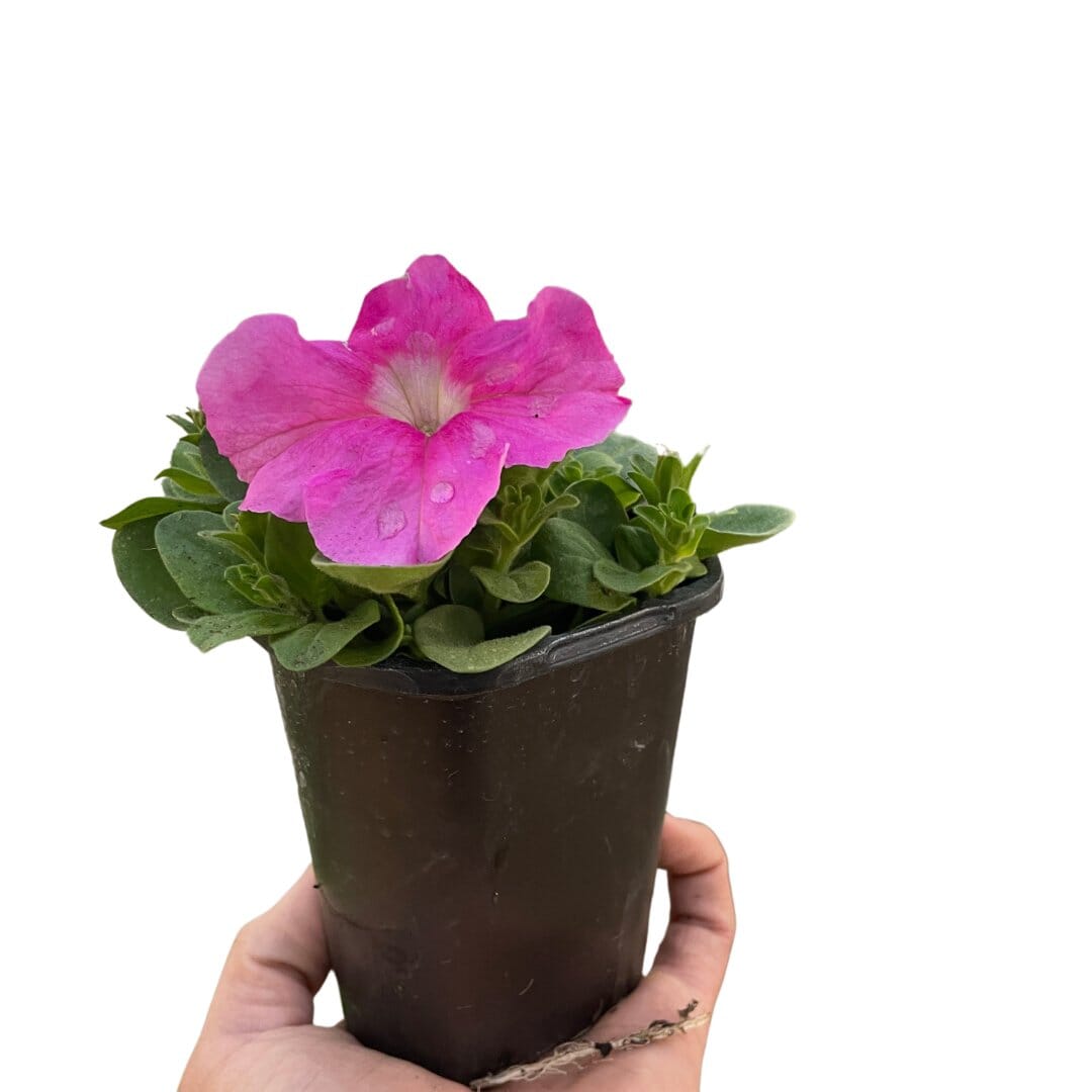 Petunia-Flowering-Trendy Gardener