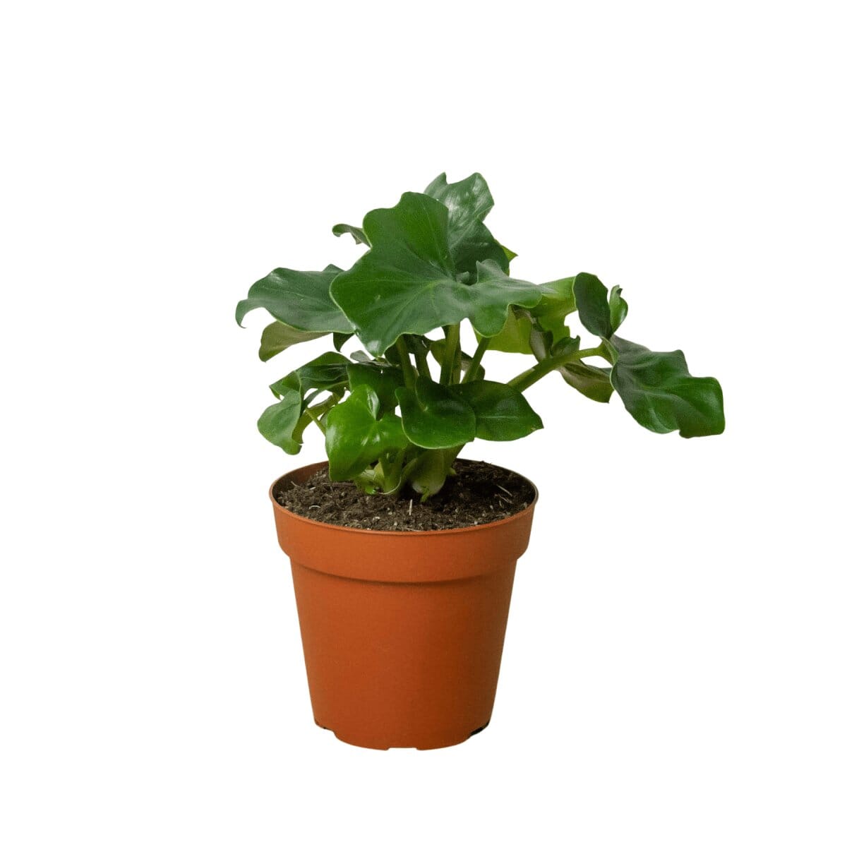 Philodendron 'Atom'-Indoor Plants-Trendy Gardener