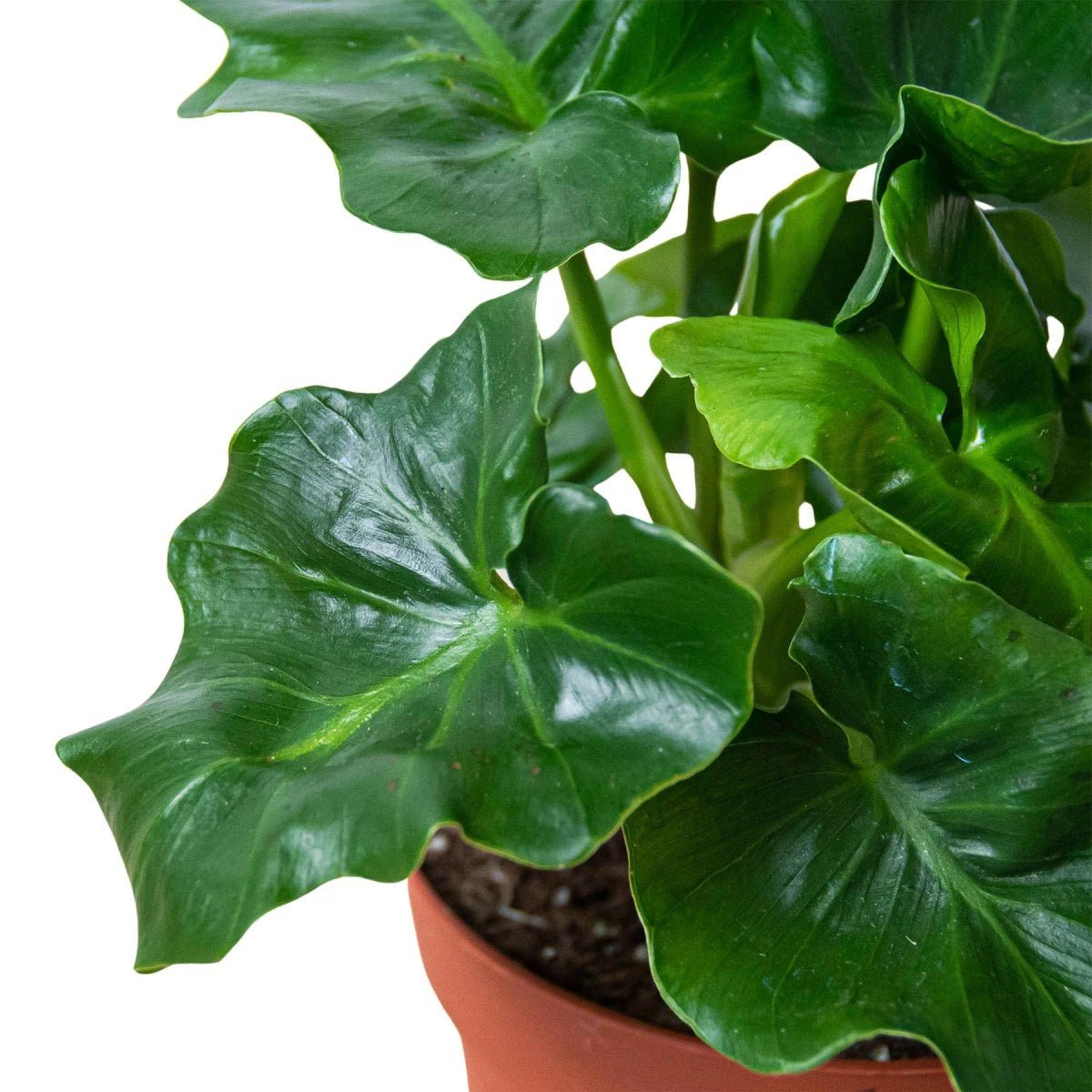 Philodendron 'Atom'-Indoor Plants-Trendy Gardener