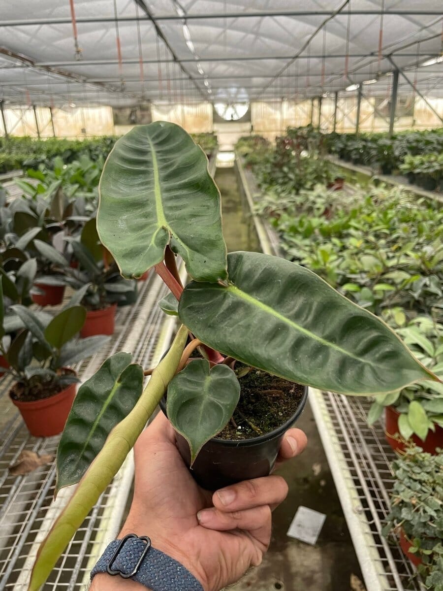 Philodendron Billietiae-Indoor Plants-Trendy Gardener