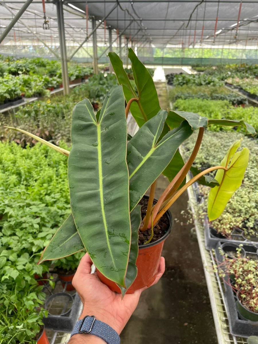 Philodendron Billietiae-Indoor Plants-Trendy Gardener