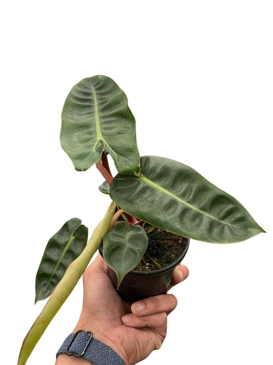 Philodendron Billietiae-Indoor Plants-Trendy Gardener