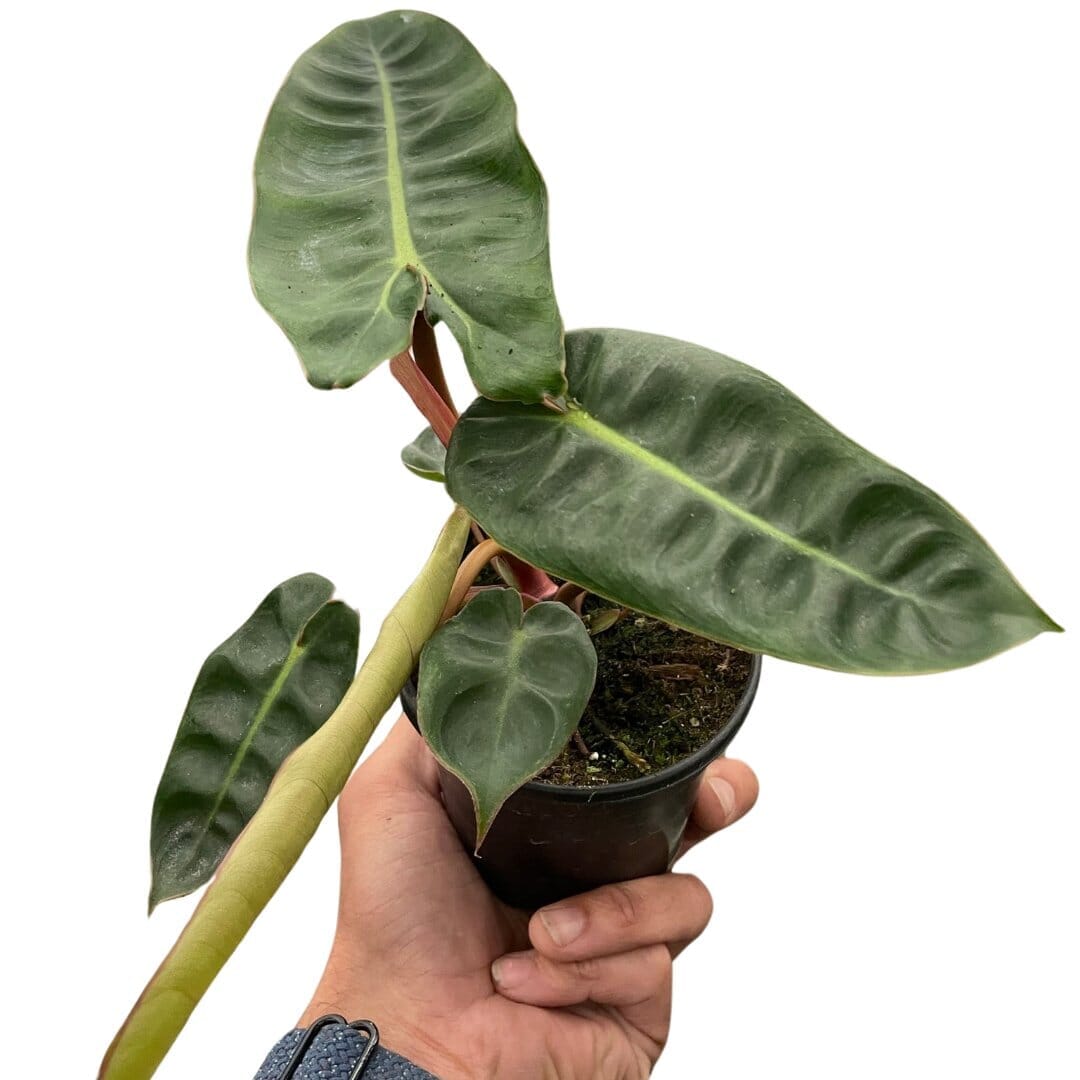 Philodendron Billietiae-Indoor Plants-Trendy Gardener