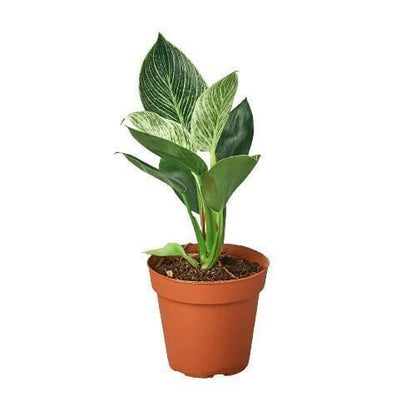 Philodendron Birkin Indoor Plants Trendy Gardener 