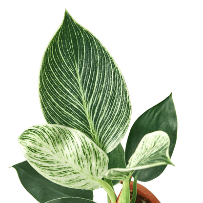 Philodendron Birkin Indoor Plants Trendy Gardener 4" Pot 