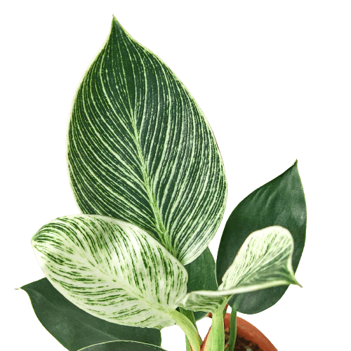 Philodendron Birkin Indoor Plants Trendy Gardener 4" Pot 