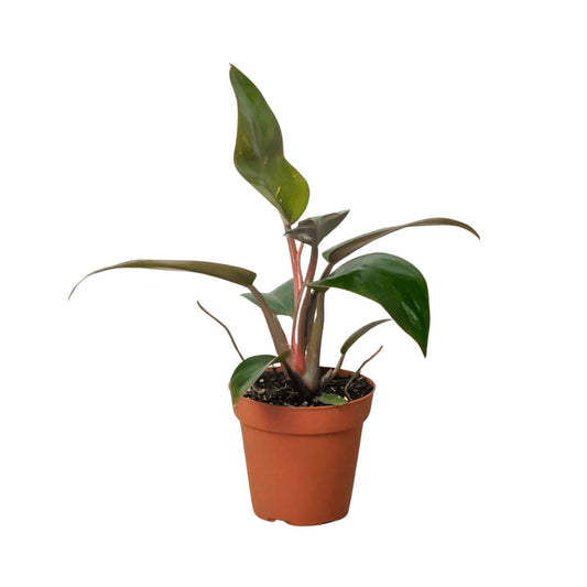 Philodendron 'Birkin Pink'-Indoor Plants-Trendy Gardener