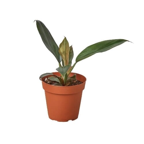 Philodendron Black Cardinal - 4" Pot-Indoor Plants-Trendy Gardener