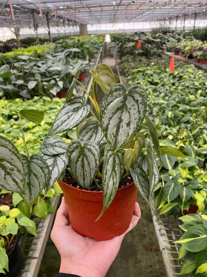 Philodendron Brandi-Indoor Plants-Trendy Gardener