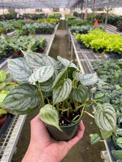 Philodendron Brandi-Indoor Plants-Trendy Gardener