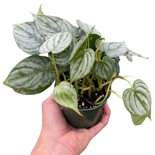 Philodendron Brandi-Indoor Plants-Trendy Gardener