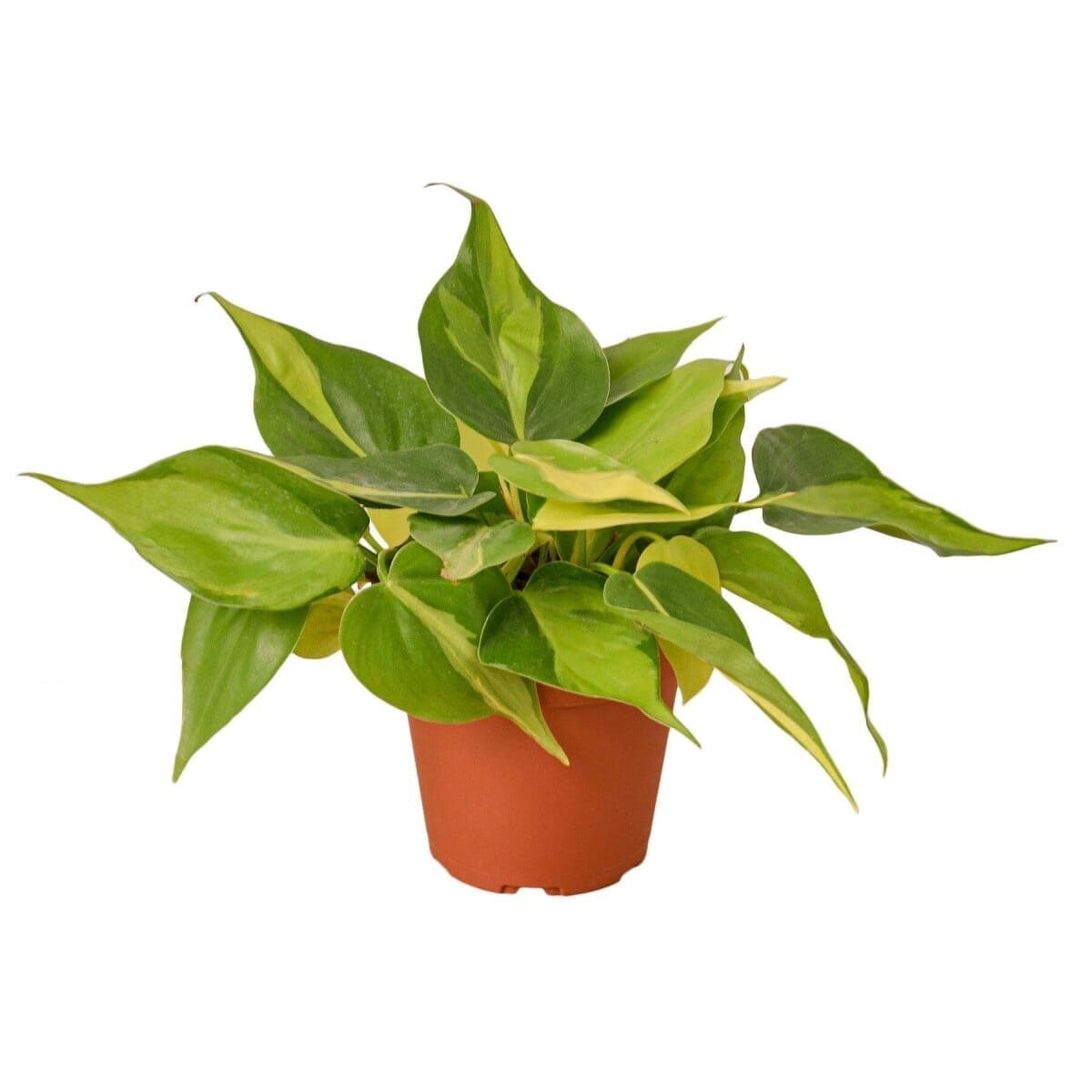 Philodendron Brasil-Indoor Plants-Trendy Gardener